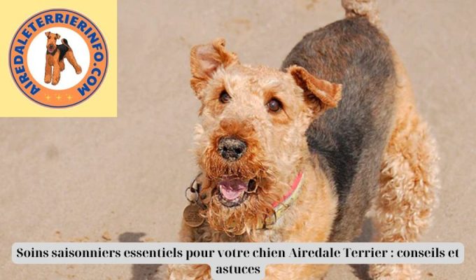 Soins saisonniers essentiels pour votre chien Airedale Terrier : conseils et astuces