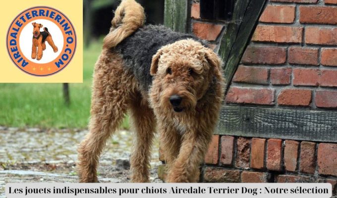 Les jouets indispensables pour chiots Airedale Terrier Dog : Notre sélection