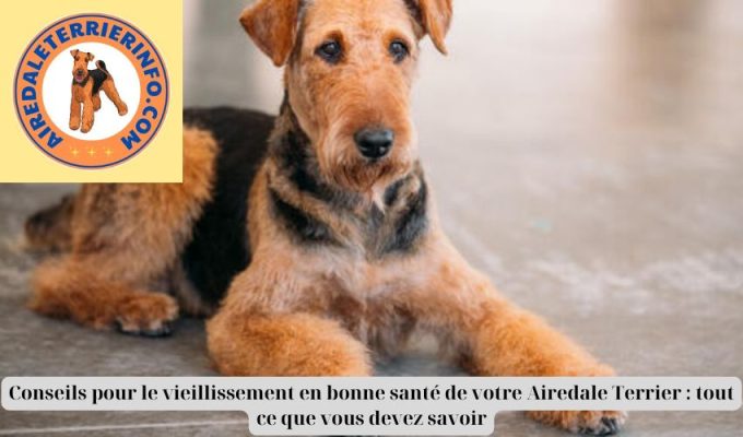 Conseils pour le vieillissement en bonne santé de votre Airedale Terrier : tout ce que vous devez savoir