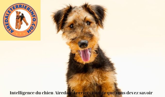 Intelligence du chien Airedale Terrier : tout ce que vous devez savoir