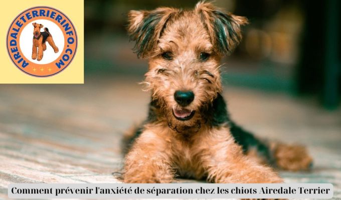 Comment prévenir l’anxiété de séparation chez les chiots Airedale Terrier