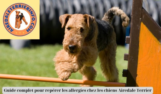 Guide complet pour repérer les allergies chez les chiens Airedale Terrier