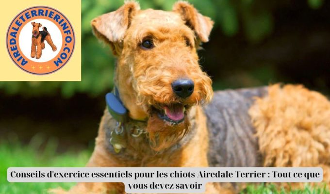 Conseils d’exercice essentiels pour les chiots Airedale Terrier : Tout ce que vous devez savoir