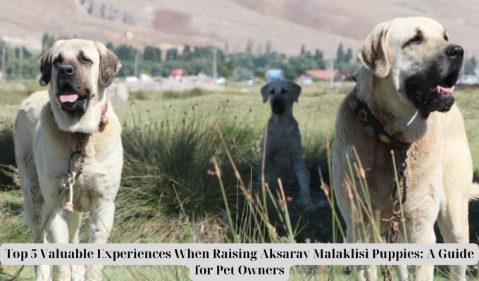 Prime 5 Invaluable Experiences When Elevating Aksaray Malaklisi Puppies: A Information for Pet Homeowners Prime 5 Invaluable Experiences When Elevating Aksaray Malaklisi Puppies: A Information for Pet Homeowners