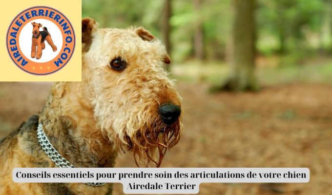 Conseils essentiels pour prendre soin des articulations de votre chien Airedale Terrier