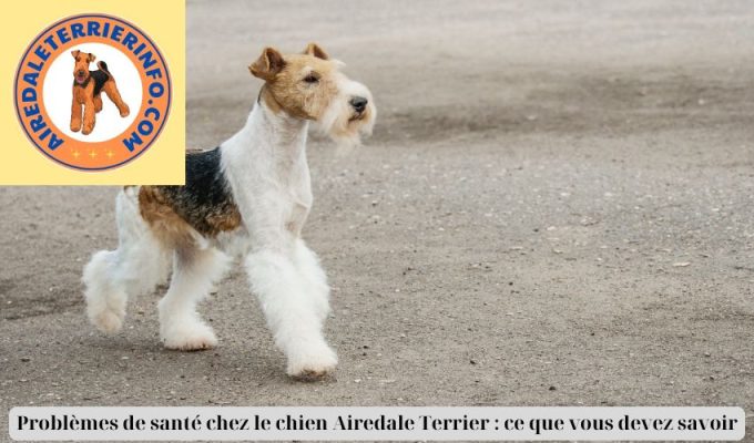 Problèmes de santé chez le chien Airedale Terrier : ce que vous devez savoir