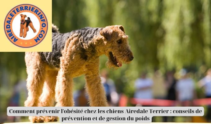 Comment prévenir l’obésité chez les chiens Airedale Terrier : conseils de prévention et de gestion du poids