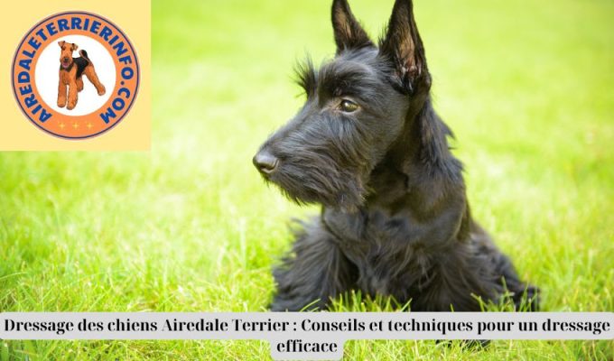 Dressage des chiens Airedale Terrier : Conseils et techniques pour un dressage efficace