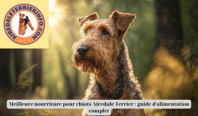 Meilleure nourriture pour chiots Airedale Terrier : guide d’alimentation complet