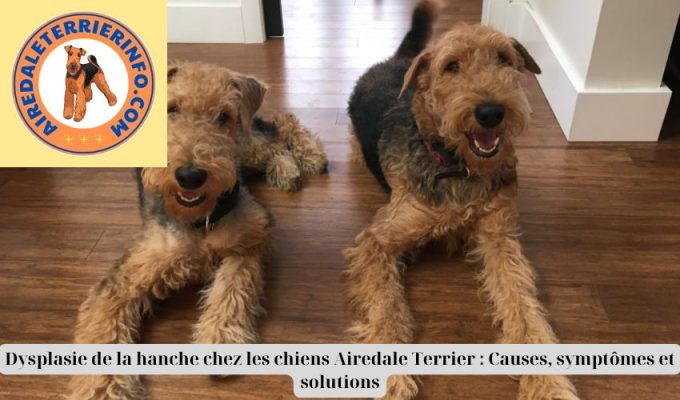 Dysplasie de la hanche chez les chiens Airedale Terrier : Causes, symptômes et solutions