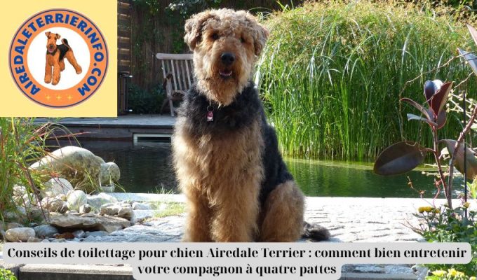 Conseils de toilettage pour chien Airedale Terrier : comment bien entretenir votre compagnon à quatre pattes