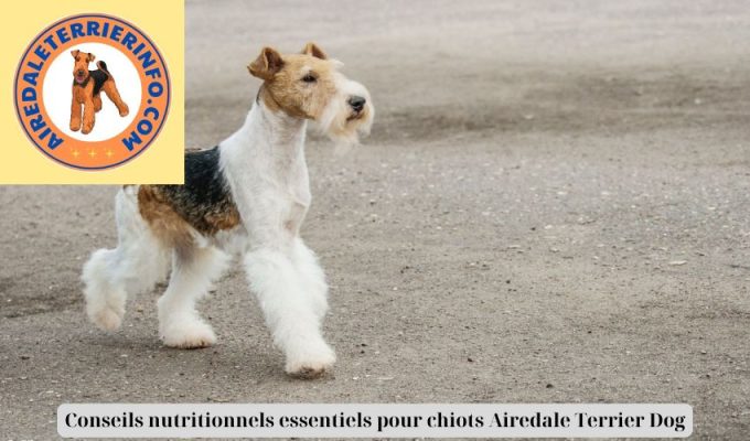 Conseils nutritionnels essentiels pour chiots Airedale Terrier Dog