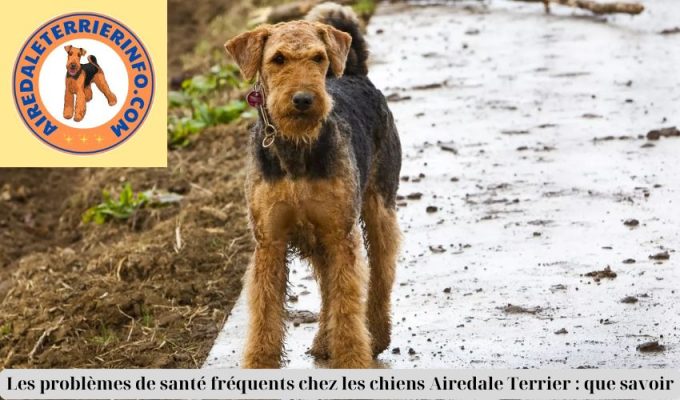 Les problèmes de santé fréquents chez les chiens Airedale Terrier : que savoir