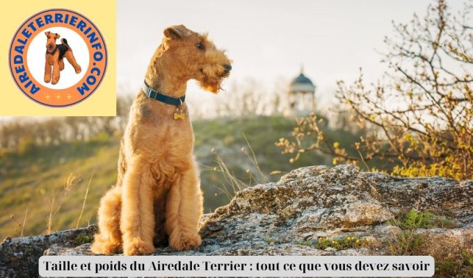 Taille et poids du Airedale Terrier : tout ce que vous devez savoir