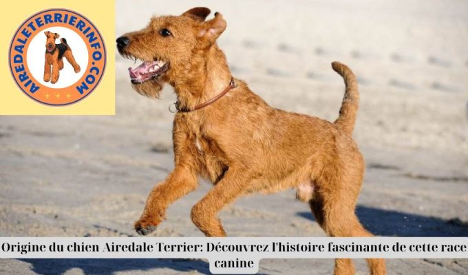 Origine du chien Airedale Terrier: Découvrez l’histoire fascinante de cette race canine