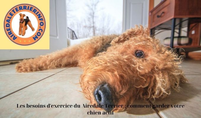 Les besoins d’exercice du Airedale Terrier : comment garder votre chien actif