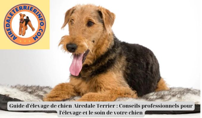 Guide d’élevage de chien Airedale Terrier : Conseils professionnels pour l’élevage et le soin de votre chien