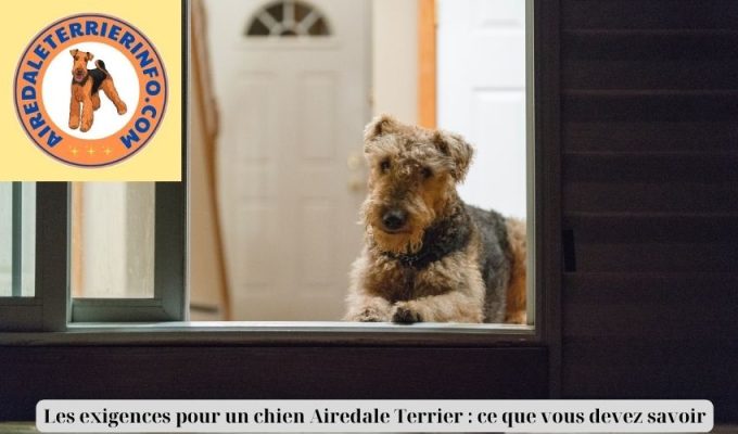 Les exigences pour un chien Airedale Terrier : ce que vous devez savoir