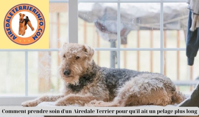 Comment prendre soin d’un Airedale Terrier pour qu’il ait un pelage plus long