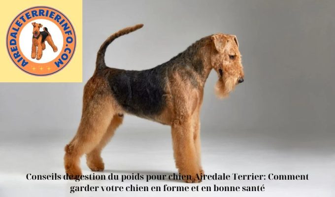 Conseils de gestion du poids pour chien Airedale Terrier: Comment garder votre chien en forme et en bonne santé