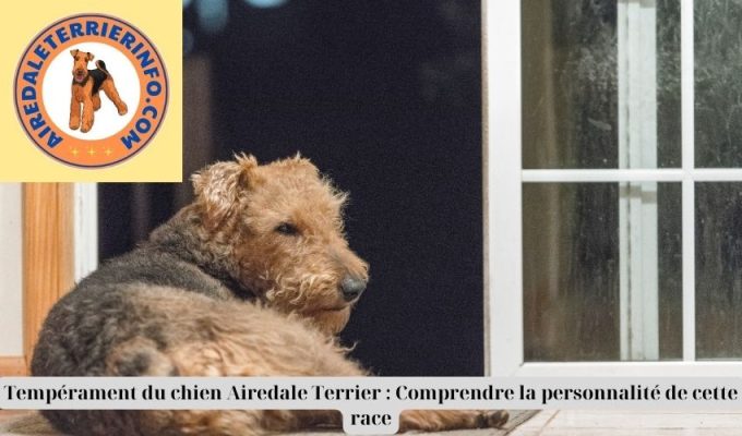 Tempérament du chien Airedale Terrier : Comprendre la personnalité de cette race