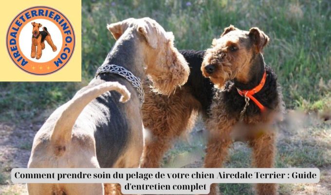 Comment prendre soin du pelage de votre chien Airedale Terrier : Guide d’entretien complet