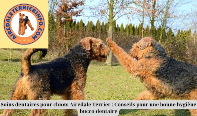 Soins dentaires pour chiots Airedale Terrier : Conseils pour une bonne hygiène bucco-dentaire