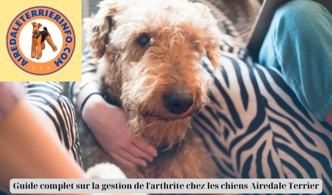 Guide complet sur la gestion de l’arthrite chez les chiens Airedale Terrier