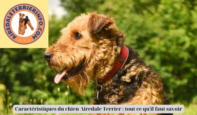 Caractéristiques du chien Airedale Terrier : tout ce qu’il faut savoir