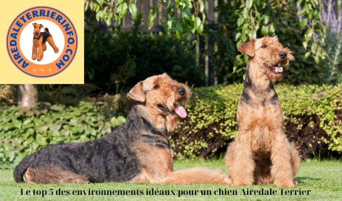 Le top 5 des environnements idéaux pour un chien Airedale Terrier