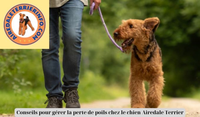 Conseils pour gérer la perte de poils chez le chien Airedale Terrier