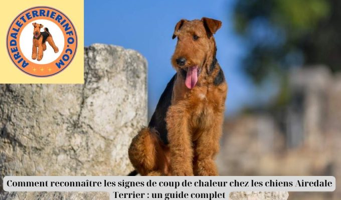 Comment reconnaître les signes de coup de chaleur chez les chiens Airedale Terrier : un guide complet