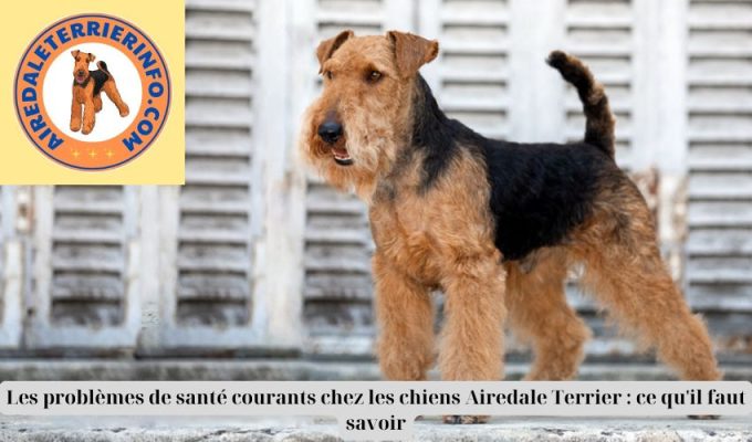 Les problèmes de santé courants chez les chiens Airedale Terrier : ce qu’il faut savoir