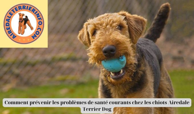 Comment prévenir les problèmes de santé courants chez les chiots Airedale Terrier Dog