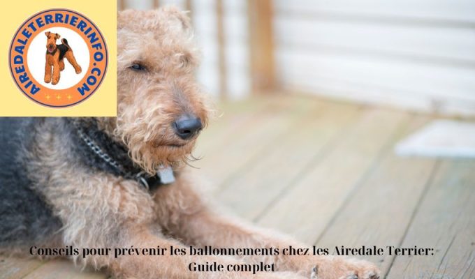 Conseils pour prévenir les ballonnements chez les Airedale Terrier: Guide complet