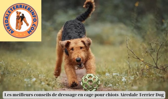 Les meilleurs conseils de dressage en cage pour chiots Airedale Terrier Dog