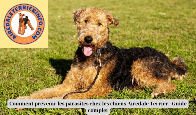 Comment prévenir les parasites chez les chiens Airedale Terrier : Guide complet