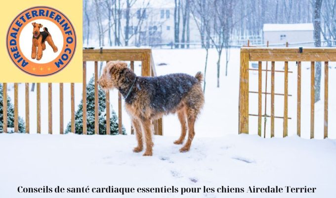 Conseils de santé cardiaque essentiels pour les chiens Airedale Terrier