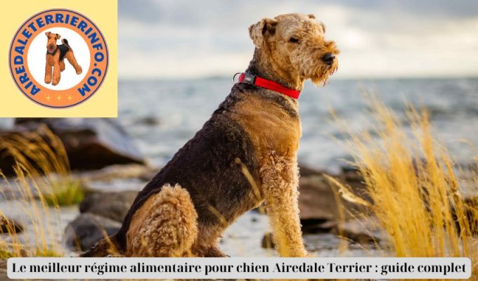 Le meilleur régime alimentaire pour chien Airedale Terrier : guide complet