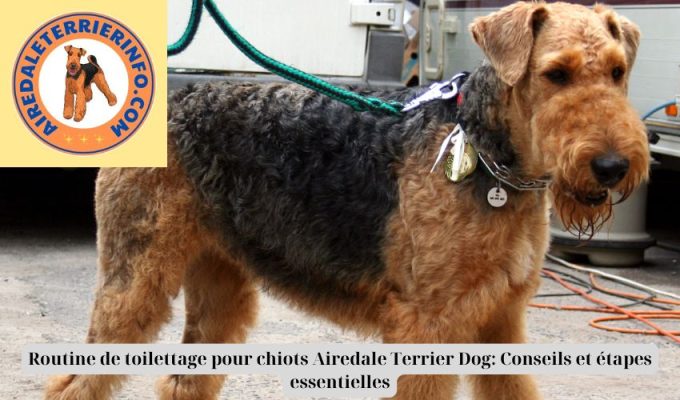 Routine de toilettage pour chiots Airedale Terrier Dog: Conseils et étapes essentielles