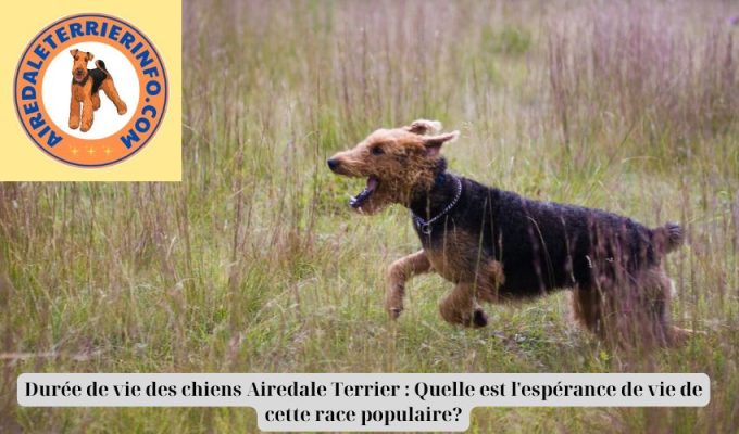 Durée de vie des chiens Airedale Terrier : Quelle est l’espérance de vie de cette race populaire?