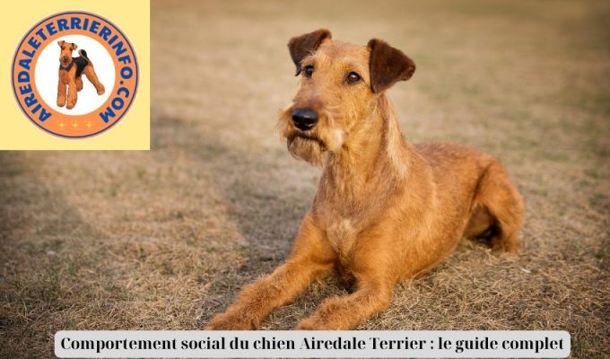 Comportement social du chien Airedale Terrier : le guide complet