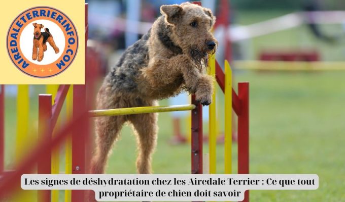 Les signes de déshydratation chez les Airedale Terrier : Ce que tout propriétaire de chien doit savoir