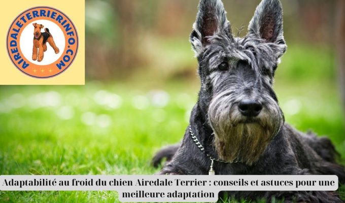 Adaptabilité au froid du chien Airedale Terrier : conseils et astuces pour une meilleure adaptation