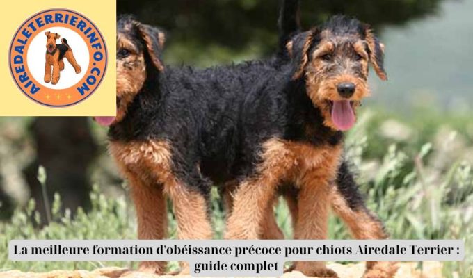 La meilleure formation d’obéissance précoce pour chiots Airedale Terrier : guide complet