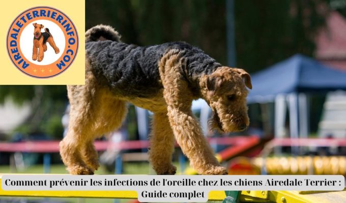 Comment prévenir les infections de l’oreille chez les chiens Airedale Terrier : Guide complet