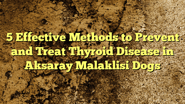 5 Efficient Strategies to Forestall and Deal with Thyroid Illness in Aksaray Malaklisi Canine