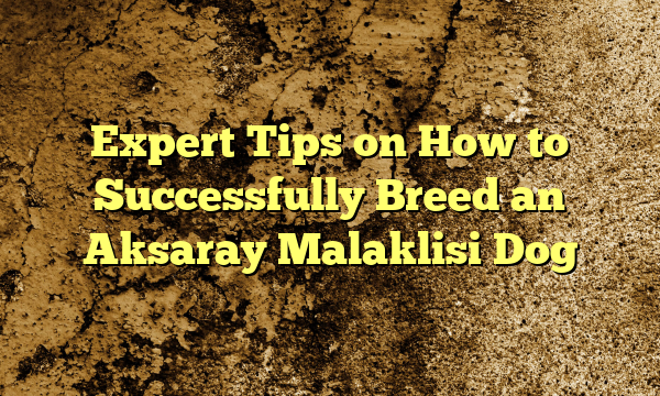 Skilled Recommendations on The right way to Efficiently Breed an Aksaray Malaklisi Canine
