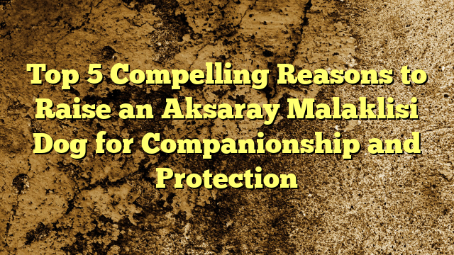 High 5 Compelling Causes to Elevate an Aksaray Malaklisi Canine for Companionship and Safety