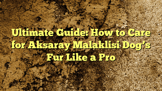 Final Information: The way to Look after Aksaray Malaklisi Canine’s Fur Like a Professional